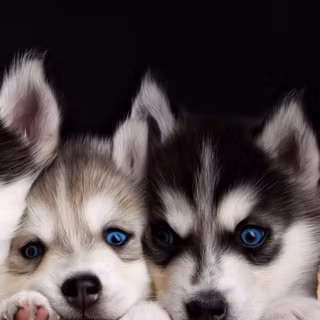 Husky phone wallpaper