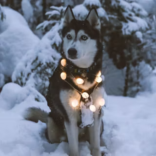 Husky phone wallpaper