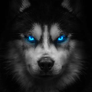 Husky phone wallpaper