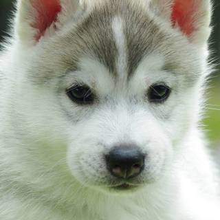 Husky phone wallpaper