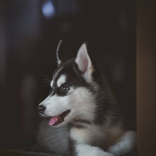 Husky phone wallpaper