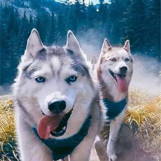 Husky phone wallpaper