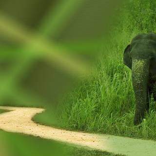 Green elephant wallpaper
