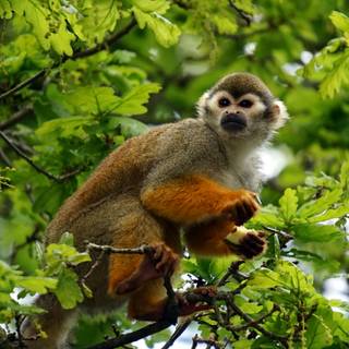 Squirrel monkey wallpaper