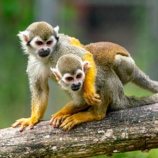 Squirrel monkey wallpaper