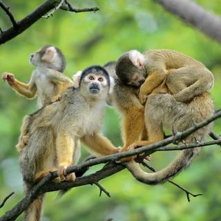 Squirrel monkey wallpaper