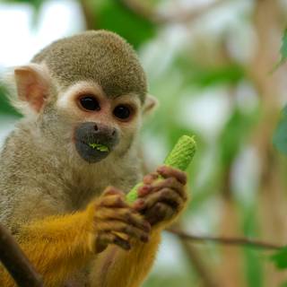 Squirrel monkey wallpaper