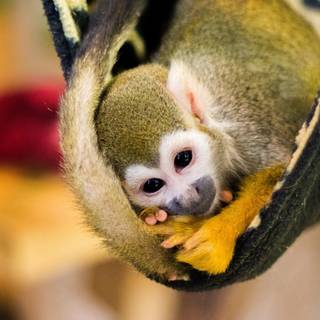 Squirrel monkey wallpaper