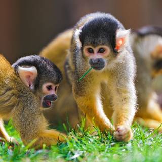 Squirrel monkey wallpaper