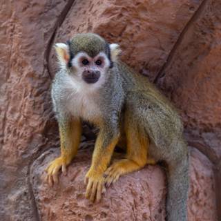 Squirrel monkey wallpaper