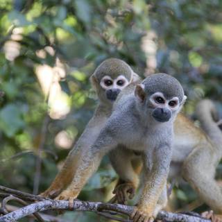 Squirrel monkey wallpaper