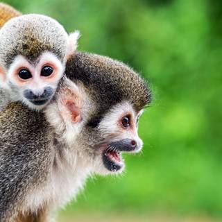 Squirrel monkey wallpaper