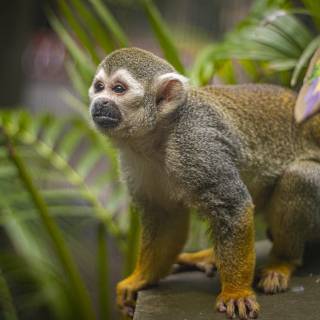 Squirrel monkey wallpaper