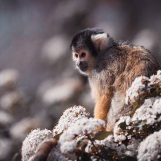 Squirrel monkey wallpaper