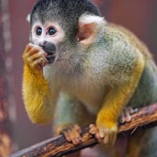 Squirrel monkey wallpaper