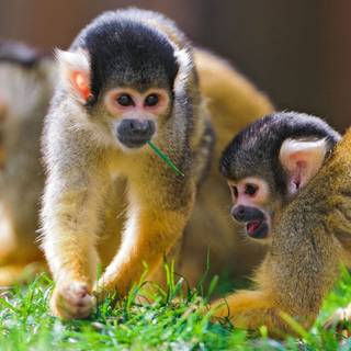 Squirrel monkey wallpaper
