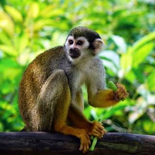 Squirrel monkey wallpaper
