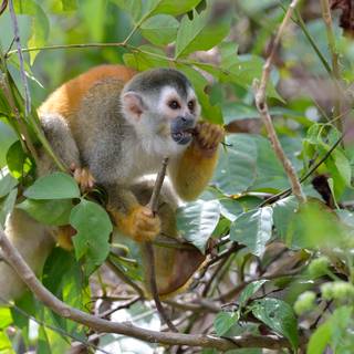 Squirrel monkey wallpaper