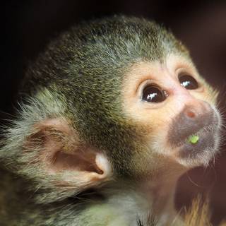 Squirrel monkey wallpaper