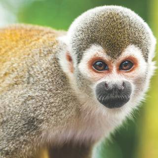 Squirrel monkey wallpaper