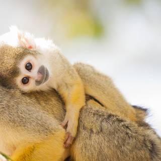 Squirrel monkey wallpaper