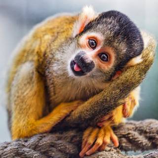 Squirrel monkey wallpaper