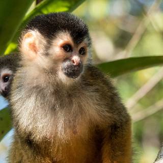 Squirrel monkey wallpaper