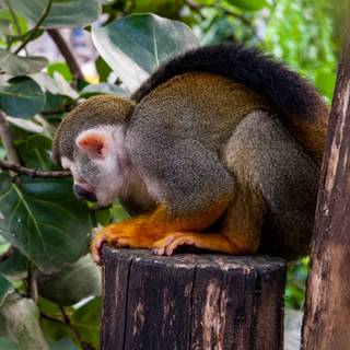 Squirrel monkey wallpaper
