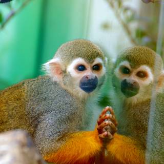 Squirrel monkey wallpaper