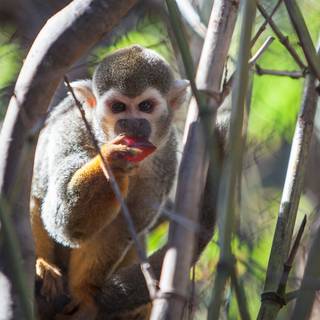 Squirrel monkey wallpaper