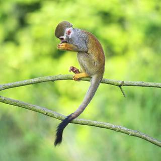 Squirrel monkey wallpaper