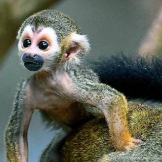 Squirrel monkey wallpaper