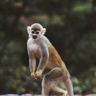 Squirrel monkey wallpaper