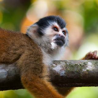 Squirrel monkey wallpaper