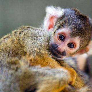 Squirrel monkey wallpaper