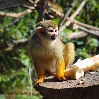 Squirrel monkey wallpaper
