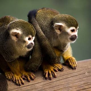 Squirrel monkey wallpaper