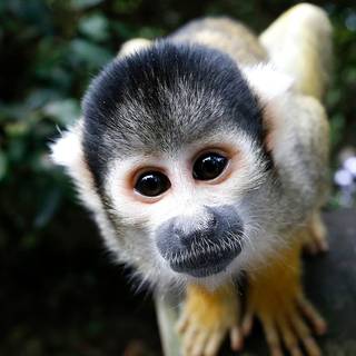 Squirrel monkey wallpaper