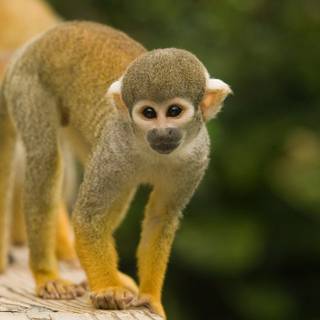 Squirrel monkey wallpaper