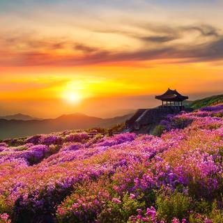 Nature flowers 4k wallpaper