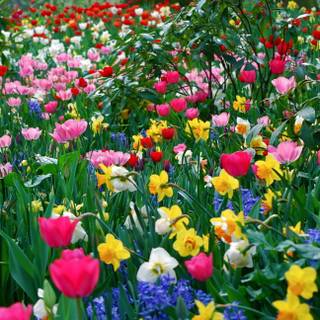 Nature flowers 4k wallpaper