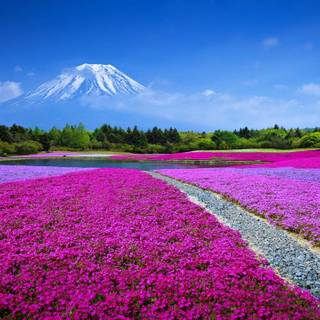 Nature flowers 4k wallpaper