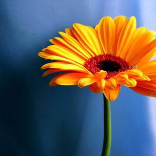 Nature flowers 4k wallpaper