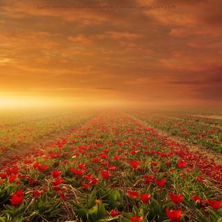 Nature flowers 4k wallpaper