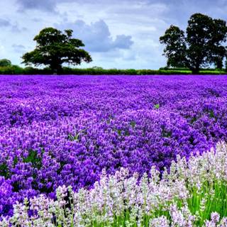 Spring landscape phone wallpaper