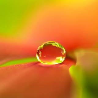 Nature flowers 4k wallpaper