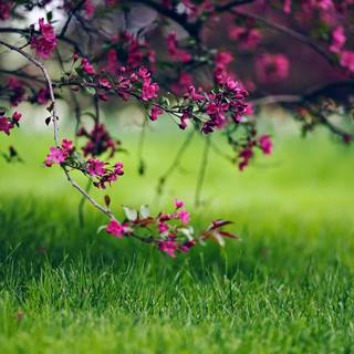 Nature flowers 4k wallpaper