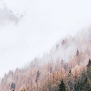 Autumn pinetree wallpaper