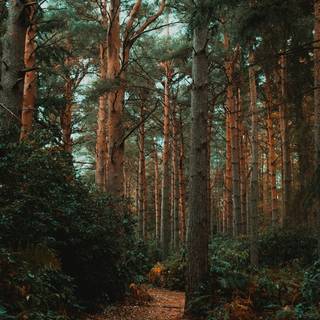 Autumn pinetree wallpaper