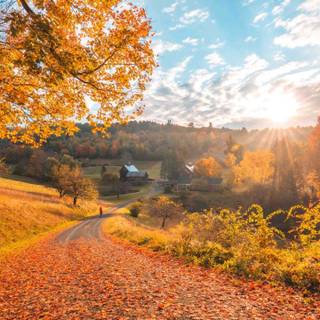 Autumn pinetree wallpaper